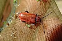 Pyrrhidium sanguineum