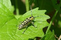 Saperda scalaris