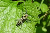 Saperda scalaris