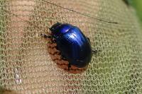 Chrysolina coerulans