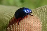 Chrysolina coerulans