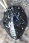 Saprinus semistriatus