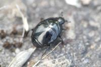 Saprinus semistriatus