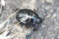 Saprinus semistriatus