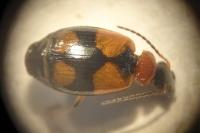 Lebia cruxminor