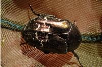 Potosia cuprea