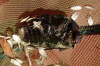 Potosia cuprea