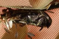 Potosia cuprea