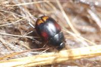 Sphaeridium lunatum
