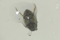 Scarodytes halensis