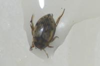 Scarodytes halensis
