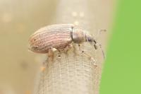 Phyllobius pyri
