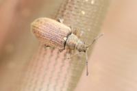 Phyllobius pyri