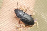 Anisodactylus signatus
