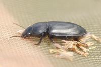Anisodactylus signatus