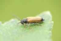 Tetrops praeustus