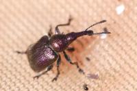 Rhynchites auratus