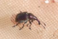 Rhynchites auratus