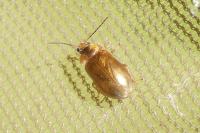 Microcara testacea