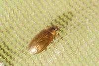 Microcara testacea