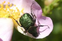 Gnorimus nobilis