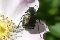 Gnorimus nobilis