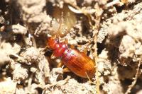 Leistus ferrugineus
