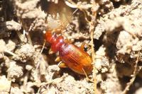 Leistus ferrugineus