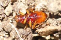 Leistus ferrugineus