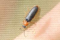 Denticollis linearis