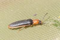 Denticollis linearis
