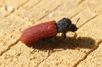 Bostrichus capucinus