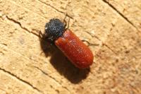 Bostrichus capucinus
