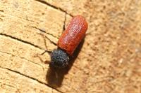 Bostrichus capucinus