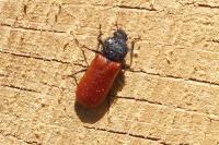 Bostrichus capucinus