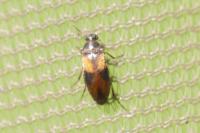 Anaspis maculata