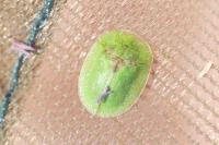 Cassida rubiginosa