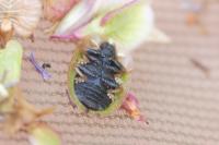 Cassida vibex