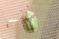 Cassida vibex