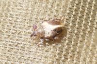 Lignyodes enucleator