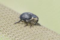 Mononychus punctumalbum