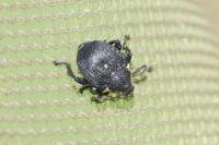 Mononychus punctumalbum