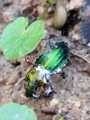 Carabus auronitens