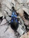 Carabus intricatus