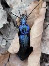 Carabus intricatus