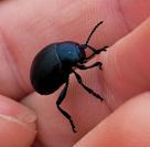 Timarcha goettingensis
