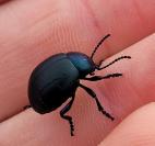 Timarcha goettingensis