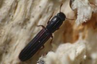 Colydium elongatum