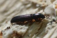 Colydium elongatum