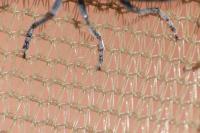 Agapanthia violacea